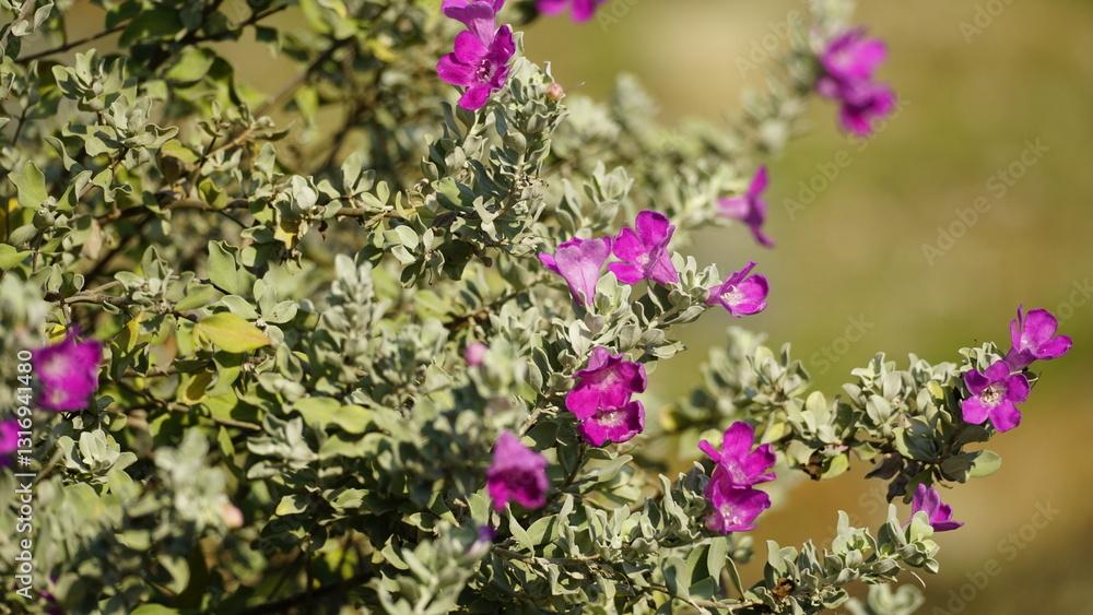 Fototapeta premium wild natural flower background