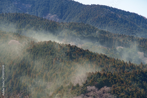 Wallpaper Mural 山から大量に飛散する春のスギ花粉 Torontodigital.ca