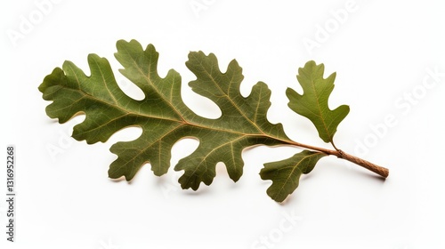 lone oak tree white background