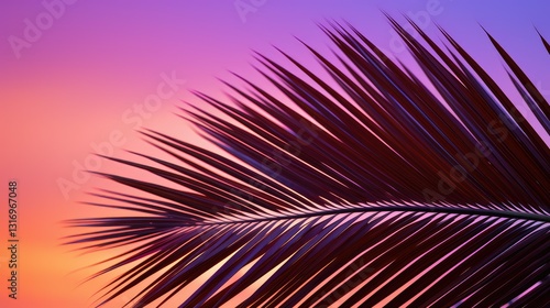 sunsilhouette palm tree leaf photo