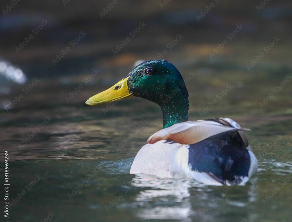 Obraz premium Mallard duck gliding on a serene lake.