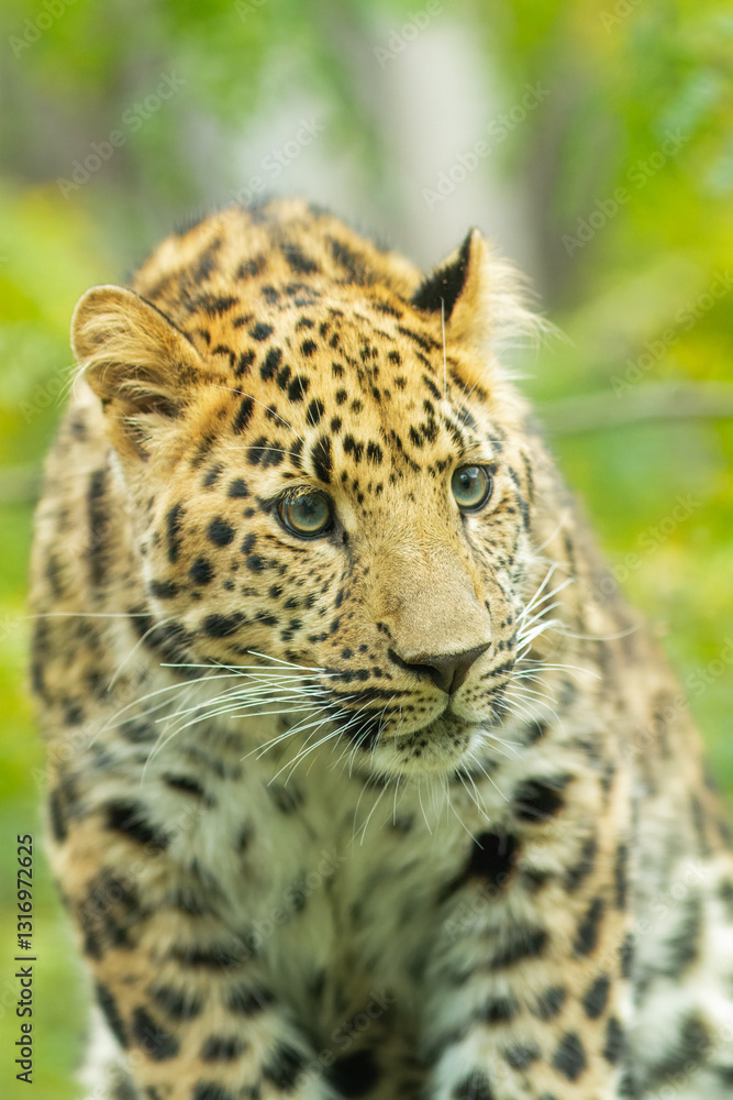 Fototapeta premium The Amur leopard (Panthera pardus orientalis) is a leopard subspecies native to the Primorye region of southeastern Russia and northern China.