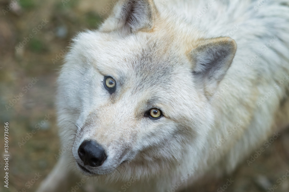 Portrait of a majestic Arctic wolf, distinguished by its pure white fur. Portrait of a majestic Arctic wolf, distinguished by its pure white fur.
