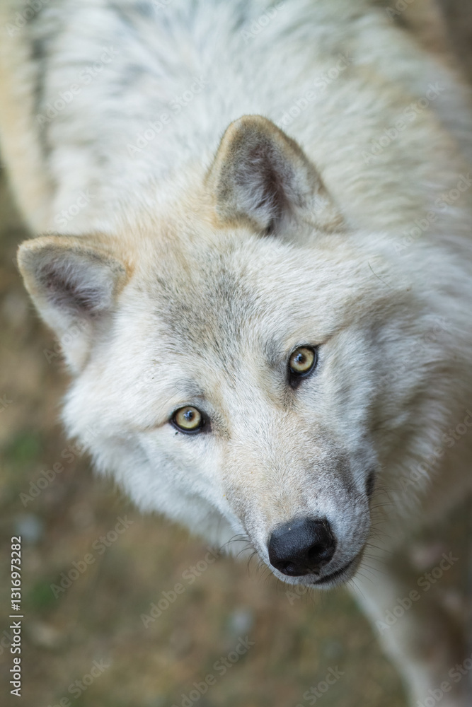 Portrait of a majestic Arctic wolf, distinguished by its pure white fur. Portrait of a majestic Arctic wolf, distinguished by its pure white fur.