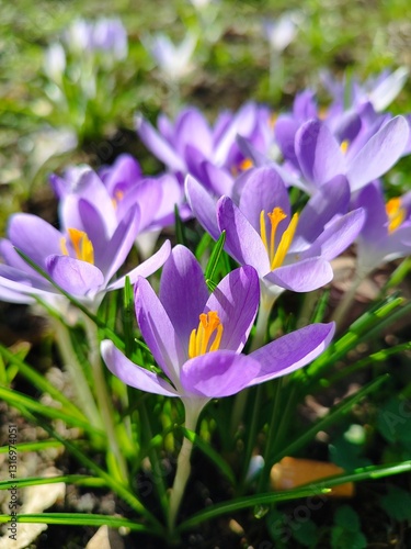 Crocus vernus  photo