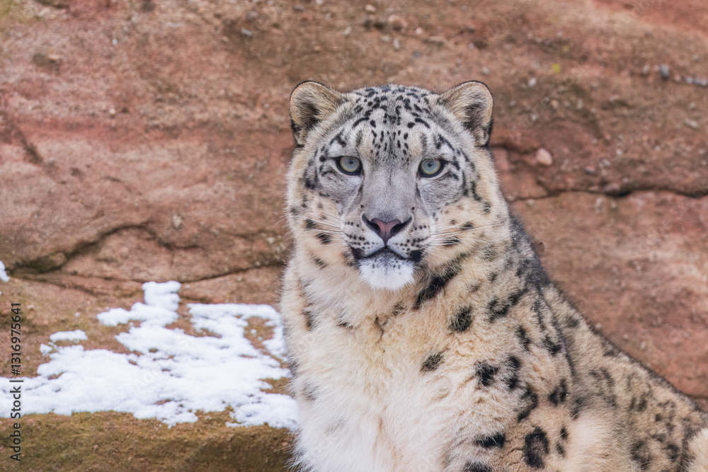 Naklejka premium One of most beautiful big cat, snow leopard - Irbis, Uncia uncia, Close up portrait, 