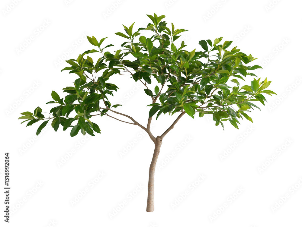Obraz premium A tree with green leaves is standing alone on a white background. The tree is tall and slender, with a strong trunk and branches reaching out in different directions