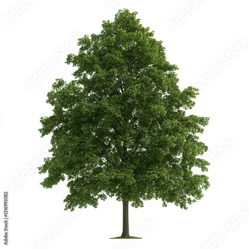 A large green tree stands tall and proud on a white background. The tree's branches are spread out, providing a sense of openness and tranquility. The image evokes a feeling of peace and serenity