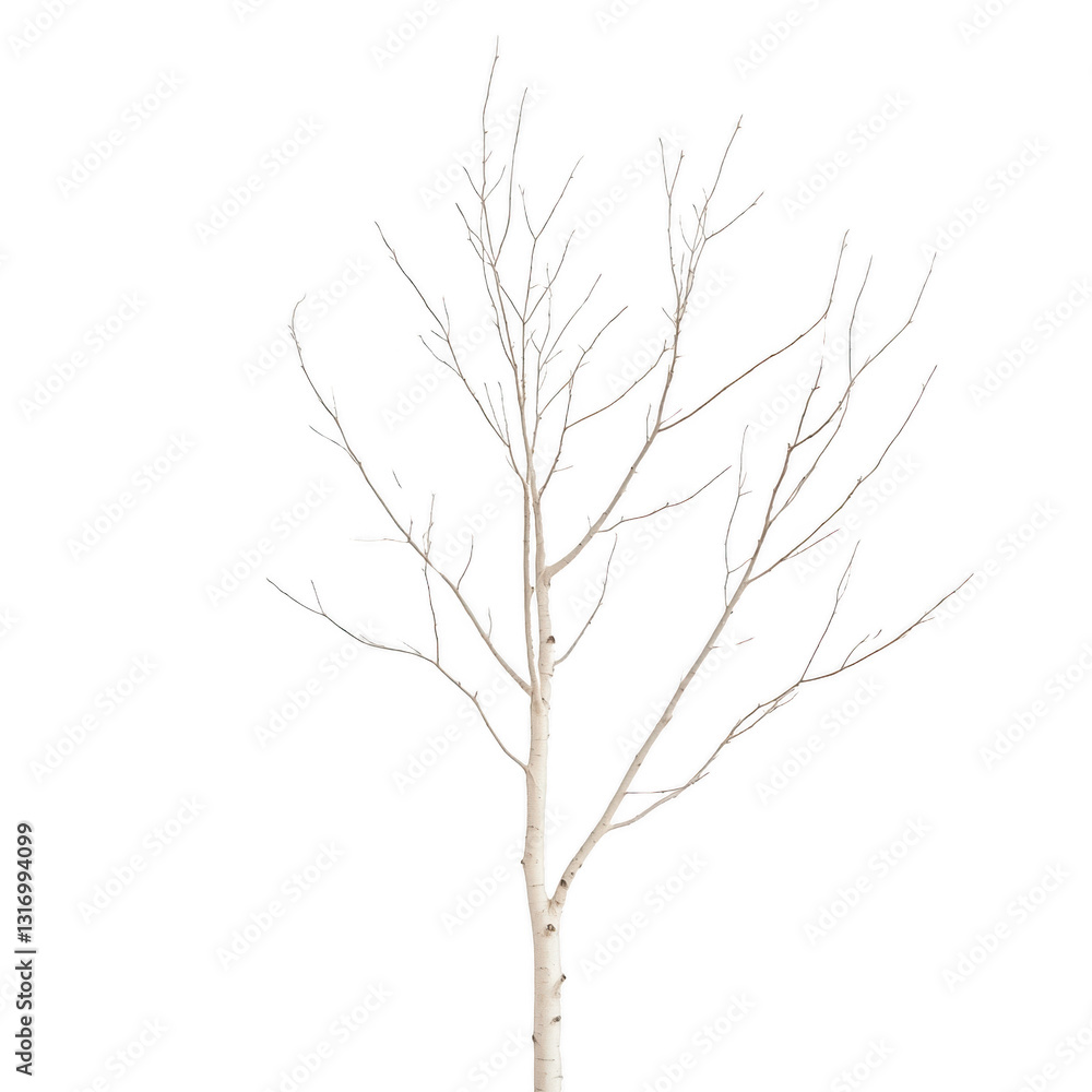 Fototapeta premium A tree with no leaves is standing in a white background. The tree is bare and has no foliage