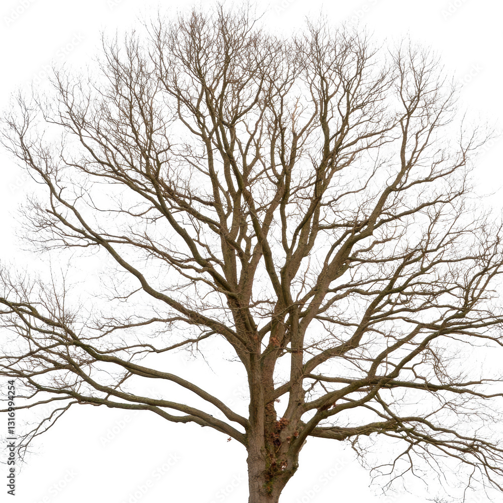 A tree with no leaves is standing alone in a white background. The tree is bare and has no leaves, giving it a desolate and lonely appearance A tree with no leaves is standing alone in a white background. The tree is bare and has no leaves, giving it a desolate and lonely appearance