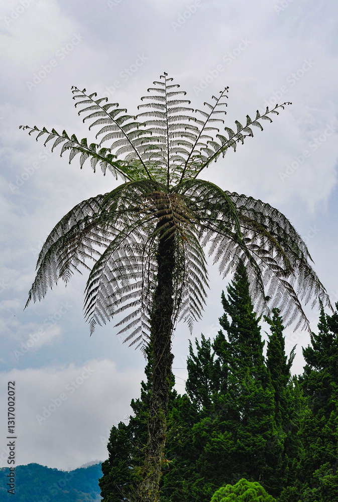 Cyathea australis images. Sphaeropteris glauca in the forest