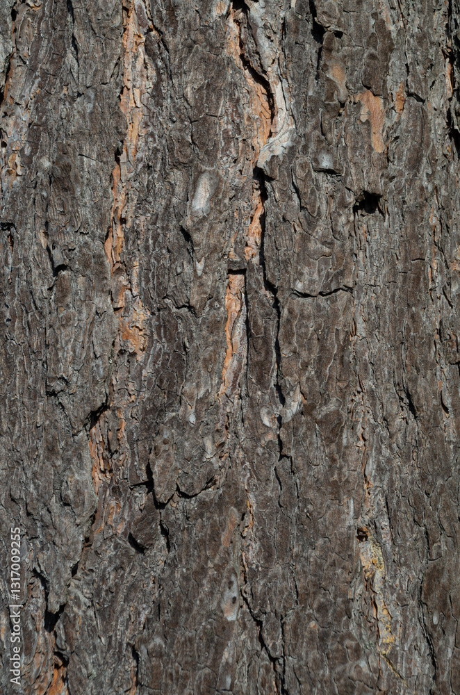 Obraz premium bark of a tree