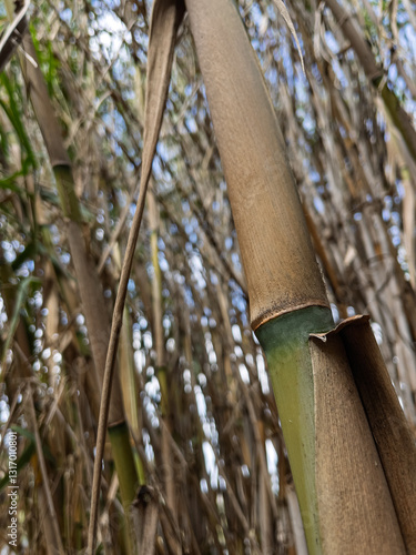 reed garden with reeds in the foreground close up