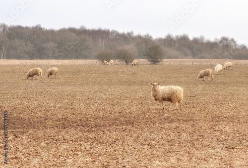 Grazing sheep.