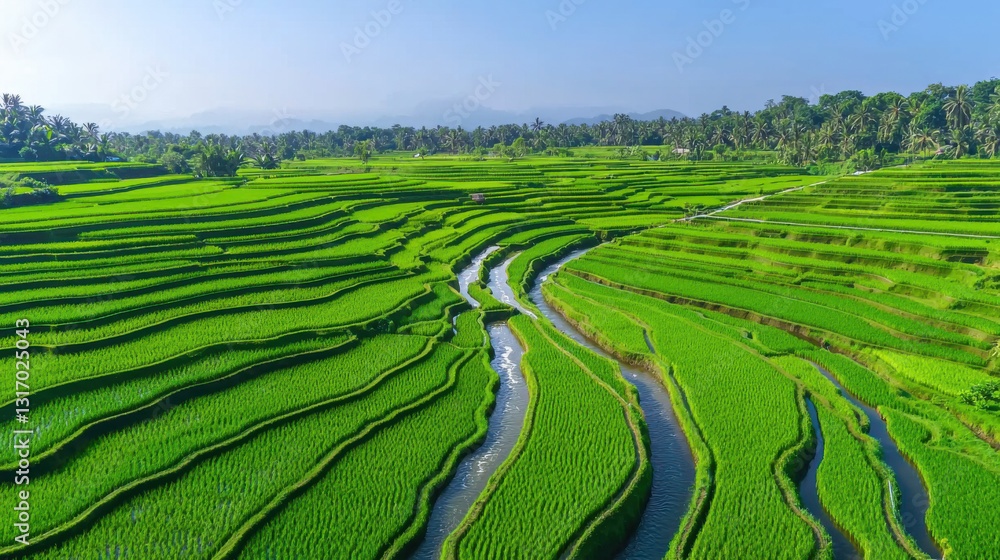 Beautiful terraced rice fields under a clear blue sky, showcasing vibrant green hues. Beautiful terraced rice fields under a clear blue sky, showcasing vibrant green hues.