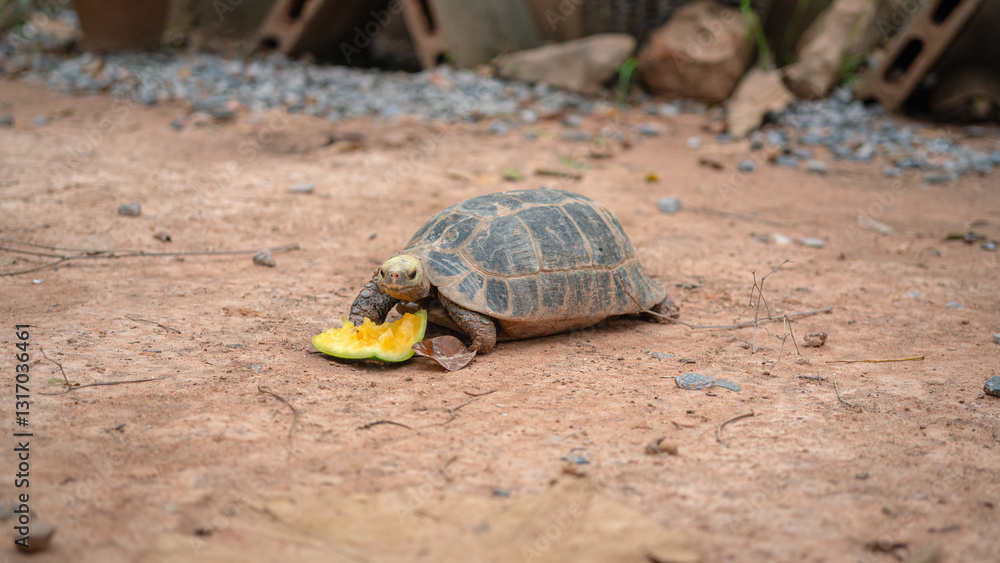 A turtle is eating pumpkin on dirt ground. Animal and wildlife in nature portrait. A turtle is eating pumpkin on dirt ground. Animal and wildlife in nature portrait.