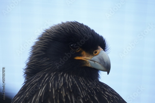Striated caracara