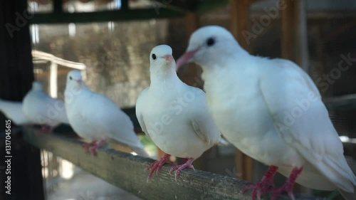 weiße Tauben in einer Voliere