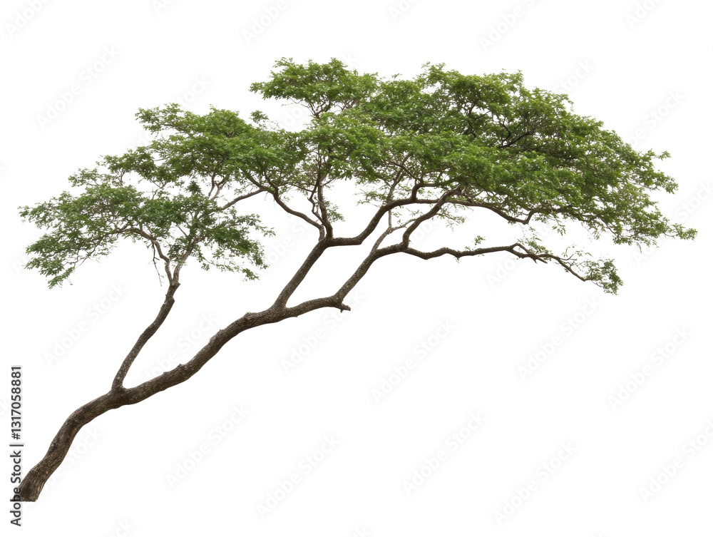 Fototapeta premium A tree with a long trunk and green leaves. The tree is tall and has a lot of branches
