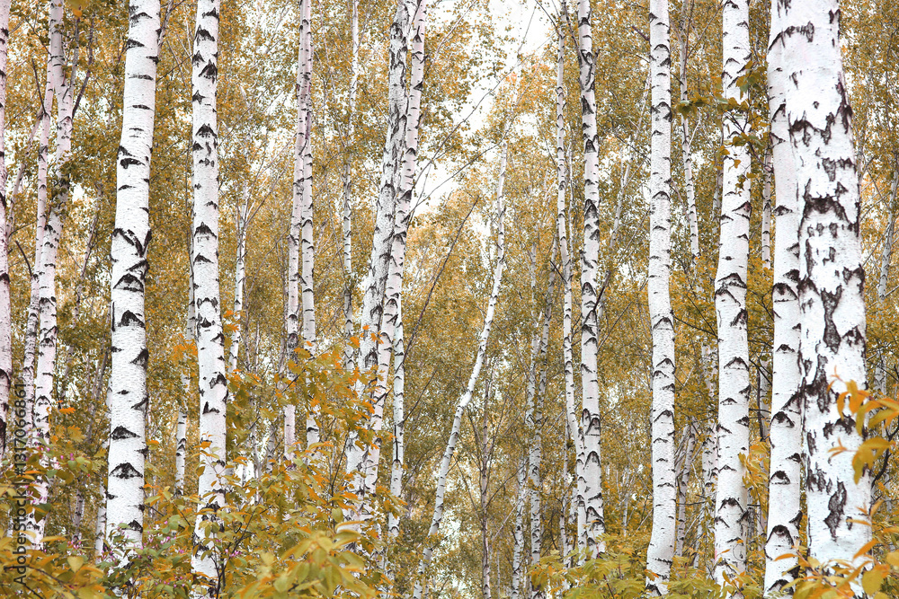 Obraz premium beautiful scene with birches in yellow autumn birch forest in october
