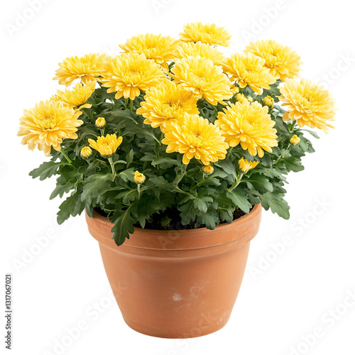 A Potted Chrysanthemum Plant with Soft Yellow Petals Isolated on Transparent Background