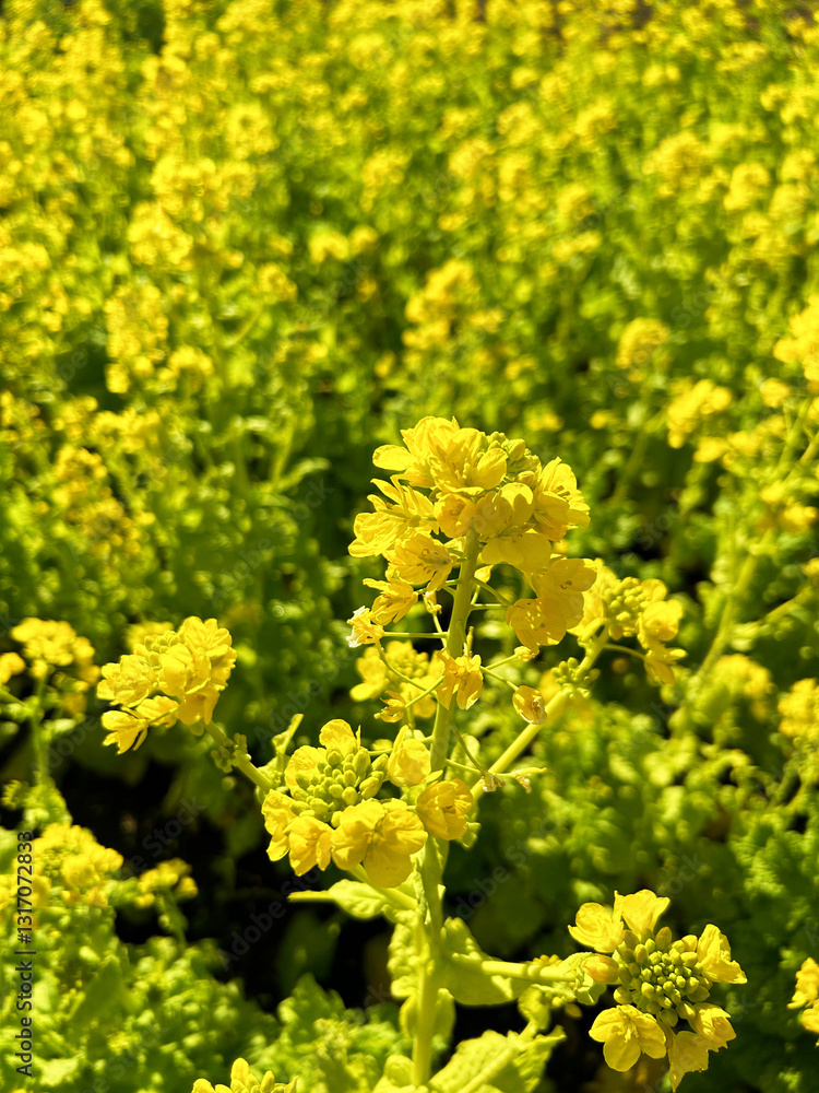 満開の菜の花 満開の菜の花