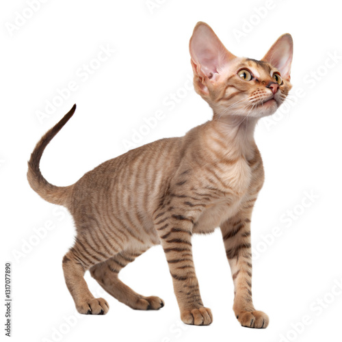 Wallpaper Mural Devon Rex AI Generated Image Torontodigital.ca