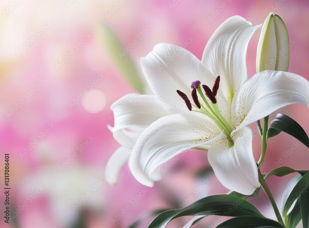 Elegant White Lily Flower Blossom with Soft Pink Bokeh Background Elegant White Lily Flower Blossom with Soft Pink Bokeh Background
