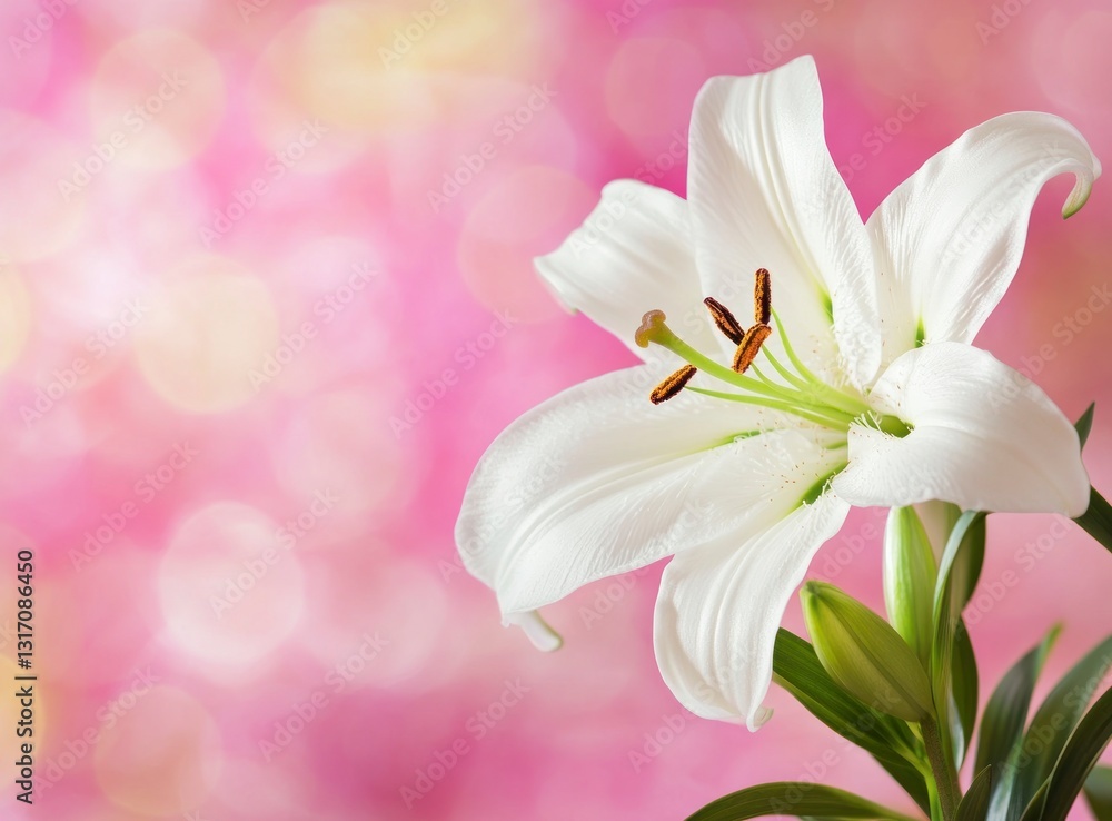 Fototapeta premium Elegant White Lily Flower Blooming with Pink Bokeh Background Close Up