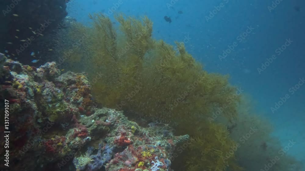 Abundan tiny marine life around the soft coral, nex to the reef, in the Indian Ocean.
Abundan tiny marine life around the soft coral, nex to the reef, in the Indian Ocean.