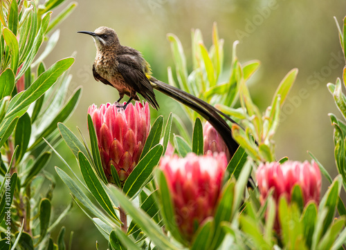 Cape Sugar bird, (Promerops cafer) sitting on top of perfect protea bloom, looking left, with long tail flowing down on right