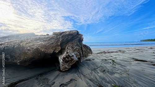 dead tree on the beach
