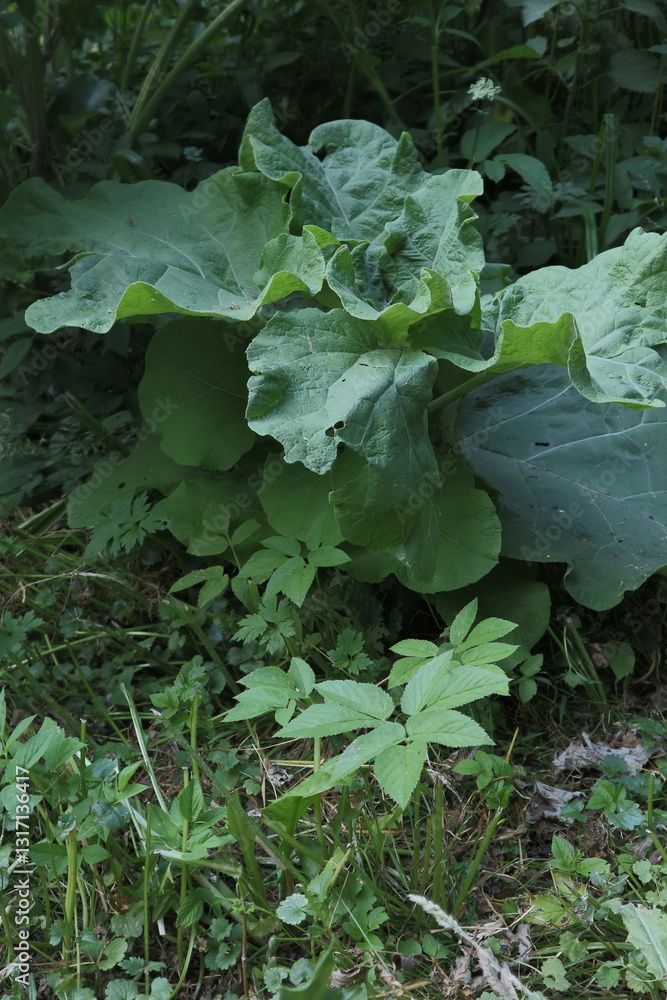 large green leaves of burdock among the green forest large green leaves of burdock among the green forest
