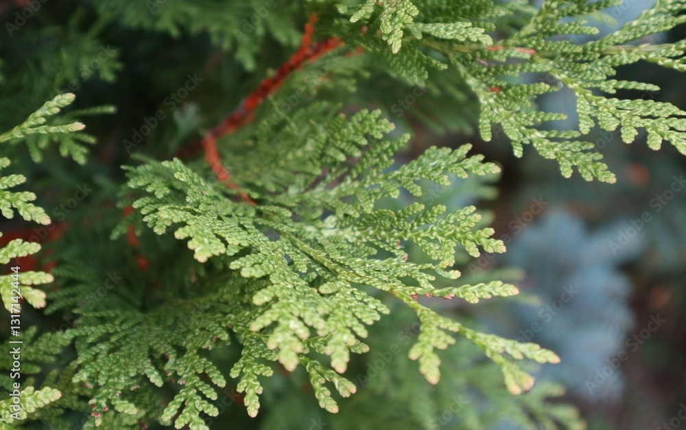 Fototapeta premium green spruce branches on a blurred background