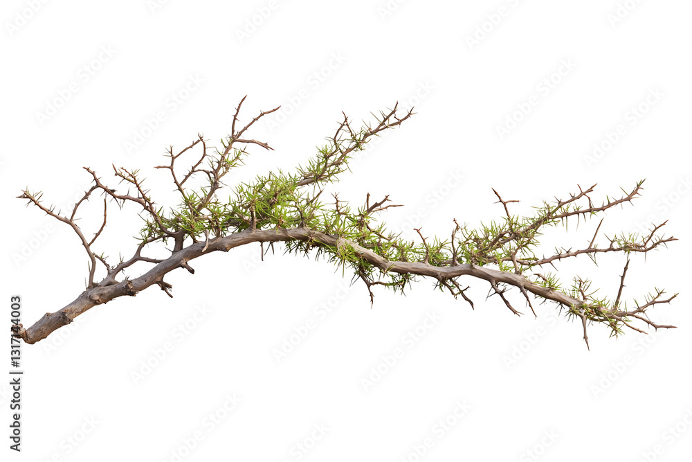 Fototapeta premium Acacia tree branch with thorns on white or transparent background