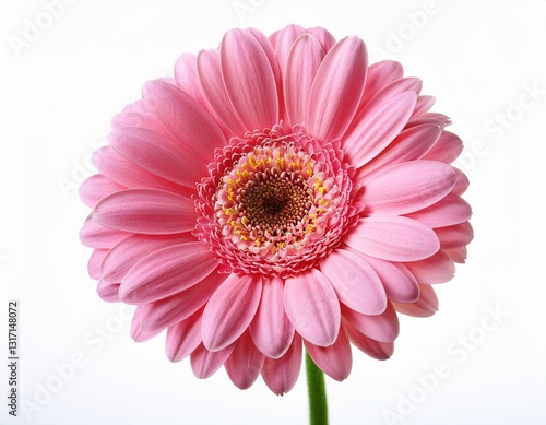 blooming beautiful pink flower gerbera isolated on white background