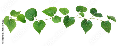 green leaves isolated on white