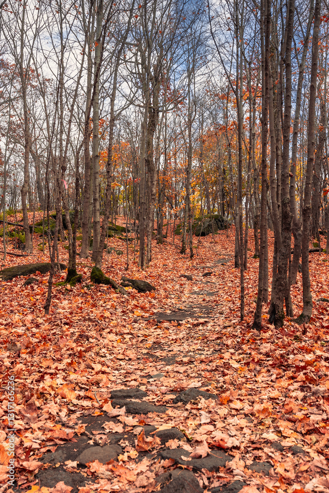 Obraz premium Magnificent colorful Fall day in Rougemont park, Quebec
