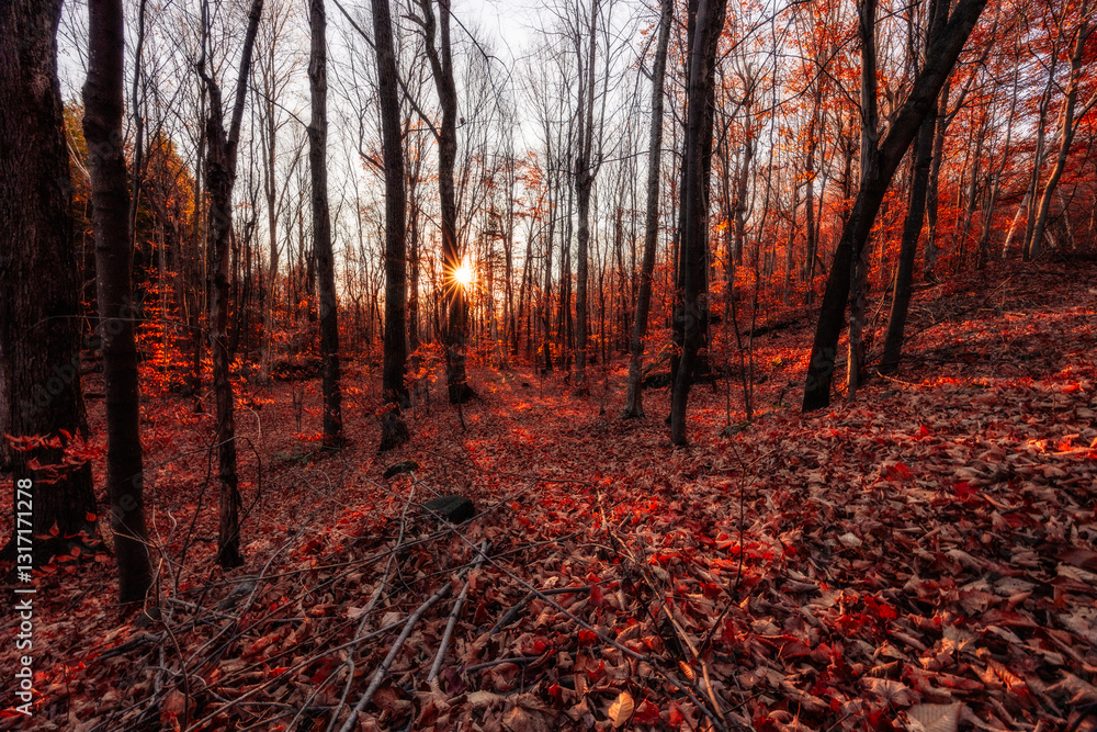 Fototapeta premium Magnificent colorful Fall day in Rougemont park, Quebec