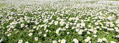 Fotografie daisies and white marguerites blooming on the green lawn in spring symbol of nat