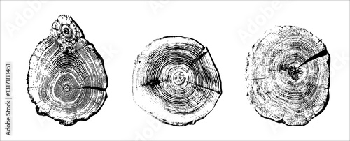 Collection of cross sections of tree growth rings. Set of tree stumps isolated. Natural cut wood. Ring pattern, wood texture. Slice of tree with growth rings, tree slabs trunk. Vector design elements