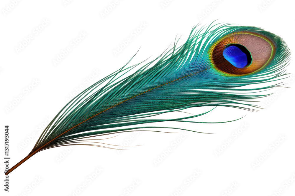 Obraz premium peacock feather on white