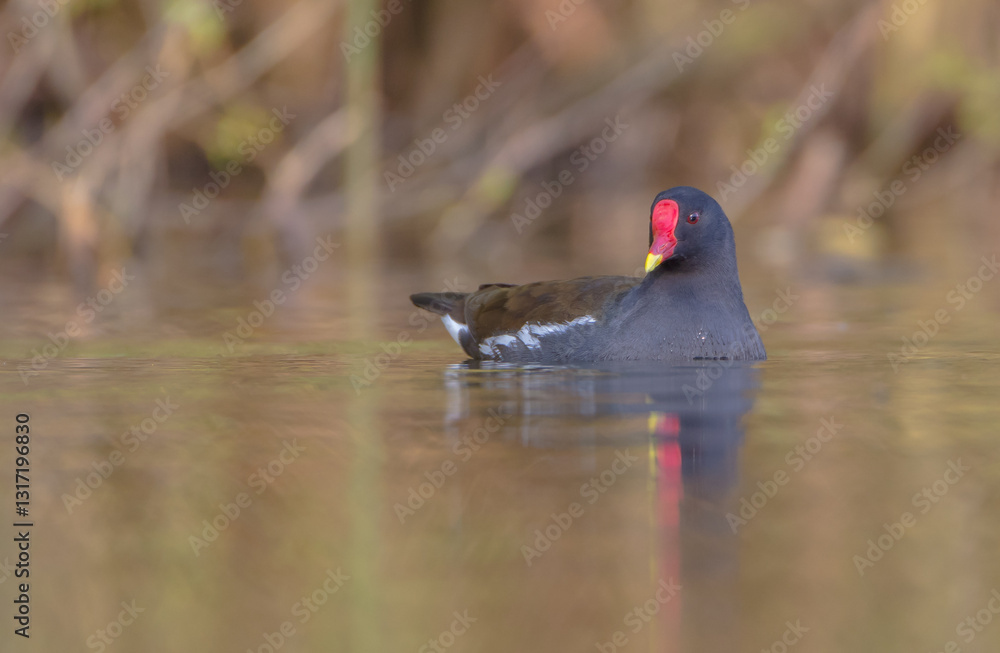 The common moorhen - adult bird in spring The common moorhen - adult bird in spring