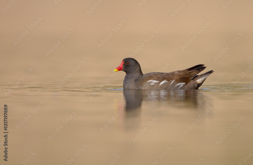 The common moorhen - adult bird in spring The common moorhen - adult bird in spring