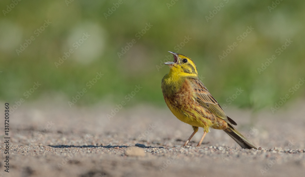 Fototapeta premium Yellowhammer - male in summer