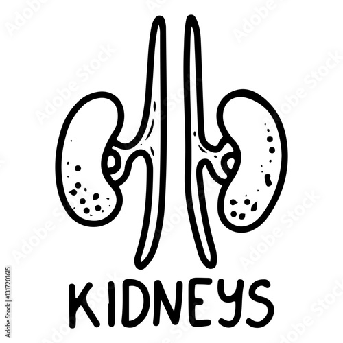 Human organ kidneys. Hand drawn doodle. Bean-shaped pair for blood filtration. Medical element. Vector outline art illustration.