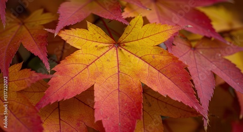 Wallpaper Mural Japanese Maple Leaves Changing Color in Autumn Close Up Display Torontodigital.ca