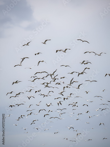 flock of birds