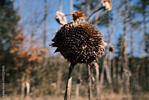 Vertrocknete Sonnenblume