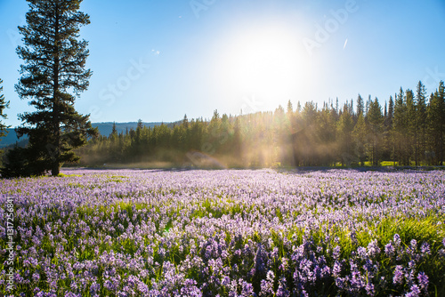 Sunny Day In Alpine Meadow